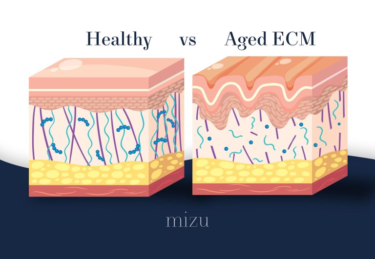 Healthy vs Aged ECM | MIZU