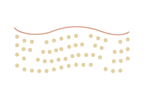 Dermis Layer | Mizu
